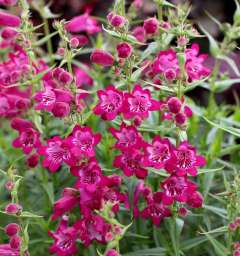 Harlequin™ Magenta
