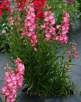 Harlequin™ Pink