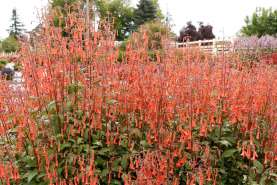 Colorburst™ Orange