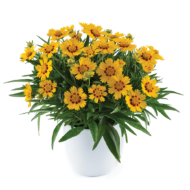 Solanna™ Bright Touch