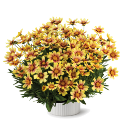 Solanna™ Sunset Burst