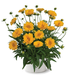Solanna™ Golden Crown
