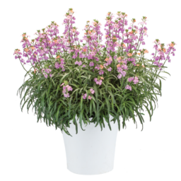 Sunstrong™ Bicolor Purple