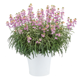 Sunstrong™ Bicolor Purple
