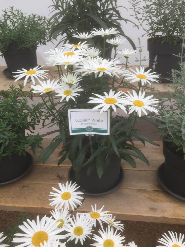 Lucille™ White
