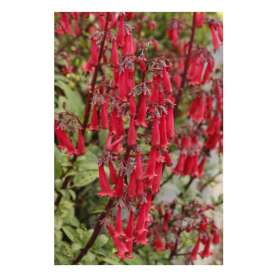 Colorburst™ Deep Red