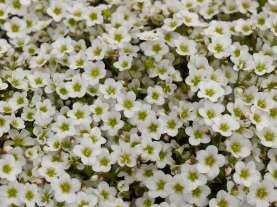 Alpino™ Early White