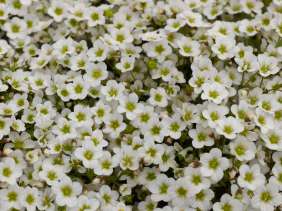 Alpino™ Early White