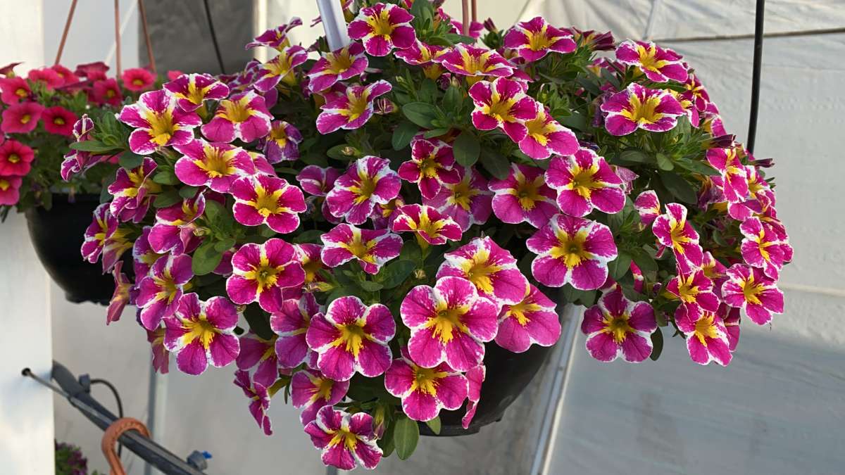 COLIBRI™ Abstract Guava