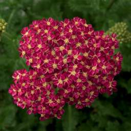Desert Eve™ Deep Rose