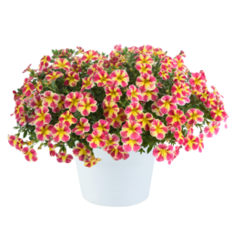 COLIBRI™ Abstract Guava