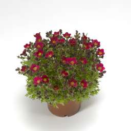 TOURAN Red Imp