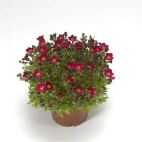 TOURAN Red Imp