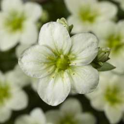 TOURAN Scarlet