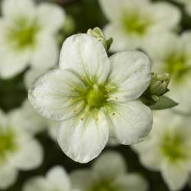 TOURAN Scarlet