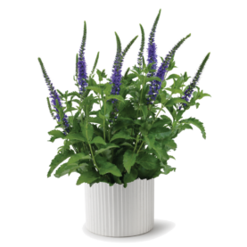 Ronica™ Blue
