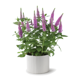 Ronica™ Fuchsia
