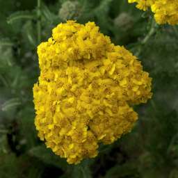 Desert Eve™ Yellow