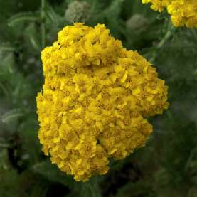 Desert Eve™ Yellow