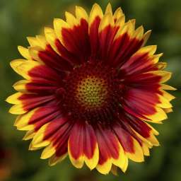Sunrita® Red Yellow Tip Imp.