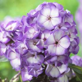 Sweet Summer® Fantasy™ Purple Bicolor