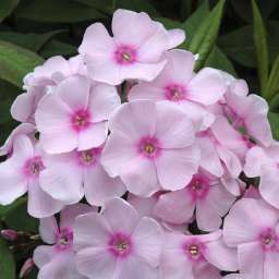 Sweet Summer® Sensation™ Soft Pink