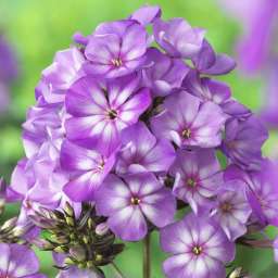Sweet Summer® Surprise™ Violet White
