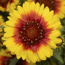 Sunrita® Yellow Red Ring
