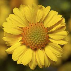 Sunrita® Golden Yellow
