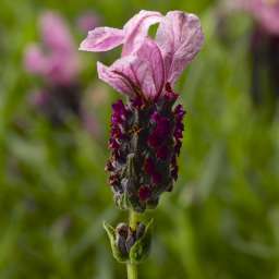 Javelin Forte Deep Rose