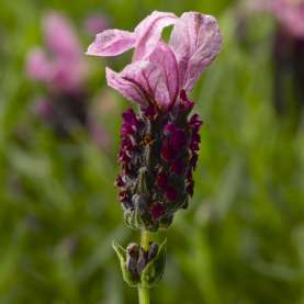 Javelin Forte Deep Rose