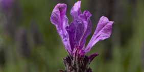 Javelin Forte Deep Purple