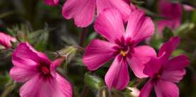 GoldiPhlox™ Cherry