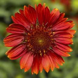 Sunrita® Burgundy Imp.