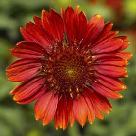 Sunrita® Burgundy Imp.