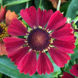 HayDay™ Red