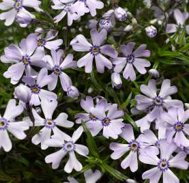 GoldiPhlox™ White