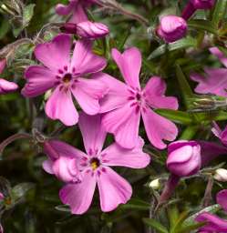 GoldiPhlox™ Rose