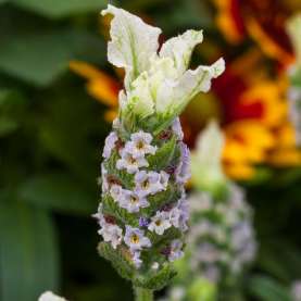 Javelin Forte White