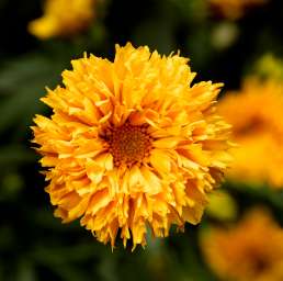 Castello™ Pom Pom Yellow