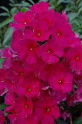 Sweet Summer® Red