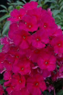 Sweet Summer® Red