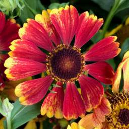 HayDay™ Red Bicolor
