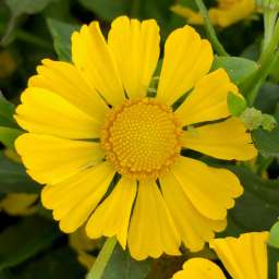 HayDay™ Yellow