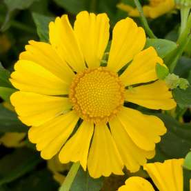 HayDay™ Yellow