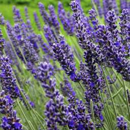 Hidcote Blue
