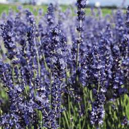 Provence