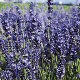 Provence