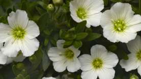 Winter White