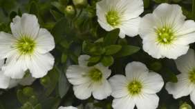 Winter White